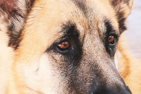 Close-up of a melancholy look of dog. Macrophotograph of a dog's expression.の写真素材