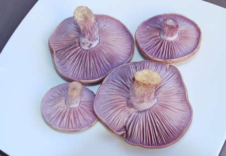 Plate with mushrooms Clitocybe nuda, commonly known as wood blewit and alternatively described as Lepista nuda. It is an edible mushroom native to Europe and North America.の写真素材