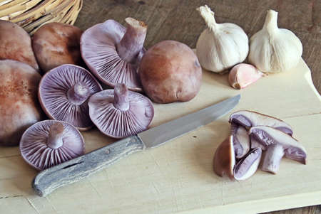 Still life of mushrooms Clitocybe nuda, commonly known as the wood blewit and alternatively described as Lepista nuda. It is an edible mushroom native to Europe and North America.の写真素材