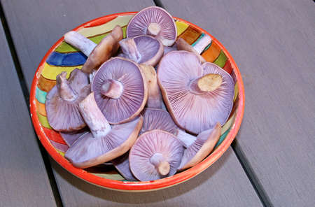 Bowl of Clitocybe nuda, commonly known as the wood blewit and alternately described as Lepista nuda. It is an edible mushroom native to Europe and North America.の写真素材