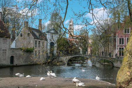The Beguinage of Bruges (called "Monastery of the Vineyard" or De Wijngaard ), the entrance is over a small bridge. The tower of the cathedral at the background and swans in the foreground.の写真素材