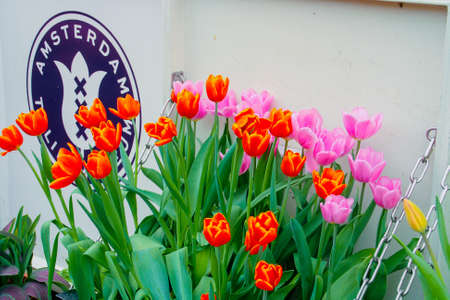 Amsterdam, Holland; 04 30 2016. Facade of Amsterdam Tulip Museum. Flower pots with tulips in the streets of Amsterdam.のeditorial素材
