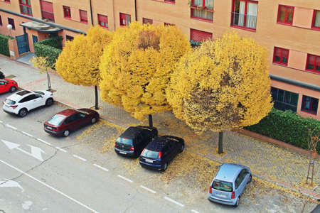 Madrid, Spain. 11 17 2018. Monasterio de Samos street in the residential neighborhood of Montecarmelo. Cars parked on the street under trees with yellow leaves in autumn.のeditorial素材