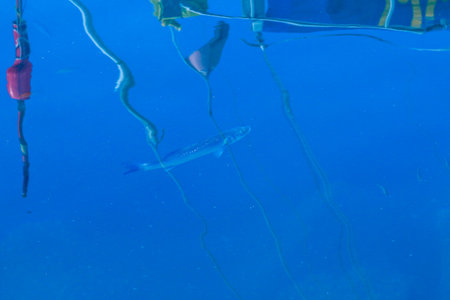 The European bass (Dicentrarchus labrax) in the calm waters of the marina of Puerto de MogÃ¡n,...