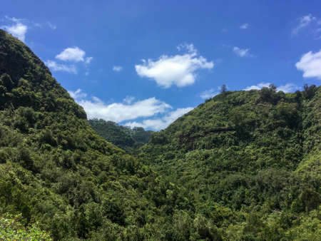Subtropical vegetation on the Los Tilos de Moya trail, on the island of Gran Canaria, Spain. Lush...