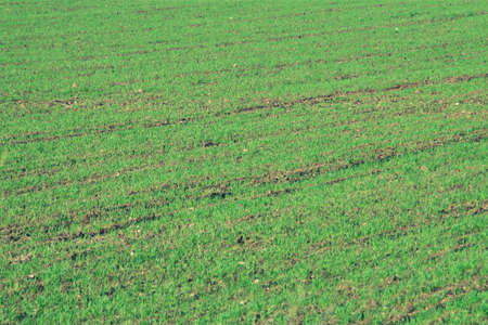 Crop field where the cereal begins to grow. Rural scene of extensive farmland in Alconchel, Badajoz,...