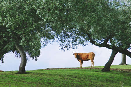 Cow on the dehesa of Extremadura on a sunny day in November. Cow under the holm oak branches with a...