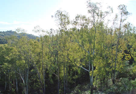 Canopy of eucalyptus trees in SanlÃºcar de Guadiana, Huelva, Spain. Small eucalyptus grove on a...
