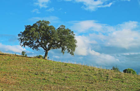 Holm oak on the slope of a hill. Rural scene from southern Spain on a sunny day. Sanlucar de Guadiana, Huelva, Spain.の写真素材