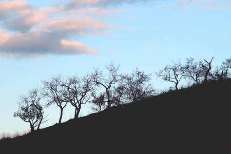 Silhouette of almond trees without leaves in autumn. Silhouette of bare tree trunk and branches on a hillside at dusk in Sanlucar de Guadiana, Huelva, Spain.の写真素材