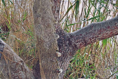 Old fishing net in the lagoon of Valencia, Spain. Net exposed to the sun and air to dry on a tree among the reeds on the shore of the lagoon.の写真素材