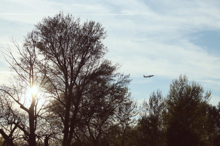 Silhouette of an airplane over the silhouette of trees at sunset. Silhouette of a passenger plane...