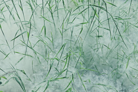Poplar seeds covering the grassy ground in ChinchÃ³n, Spain. Seeds too hairy to be carried by the...