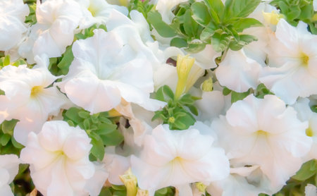 White petunia flowers with the warm colors of sunset. Close-up where the white colors of the petals receive the golden color of the sun's rays at sunset.の写真素材