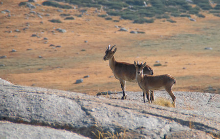 Mother and calf of ibex, Capra pyrenaica victoriae. A pretty couple of ibex in the high mountain pastures in summer in the Sierra de Gredos, Avila, Spain.の写真素材