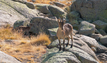 Mother and calf of ibex, Capra pyrenaica victoriae. A pretty couple of ibex in the high mountain pastures in summer in the Sierra de Gredos, Avila, Spain.の写真素材