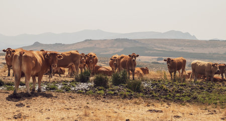 Beef cattle in Navacepeda de Tormes in Ãvila, Spain. A small herd of limousine cattle next to a pond in summer. Sierra de Gredos.の写真素材