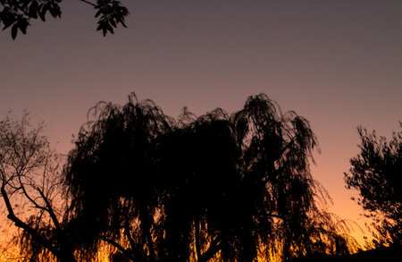 Silhouette of a weeping willow at sunset. A background of warm colors against which the dark silhouette stands out, in SanlÃºcar de Guadiana, Andalusia, Spain.の写真素材