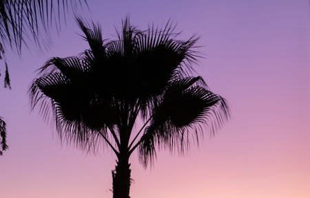 Silhouette of palm tree at sunset time. Tropical background.