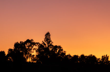 Silhouette of some eucalyptus trees at sunset. A background of warm colors against which the dark silhouette stands out in SanlÃºcar de Guadiana, Andalusia, Spain.の写真素材