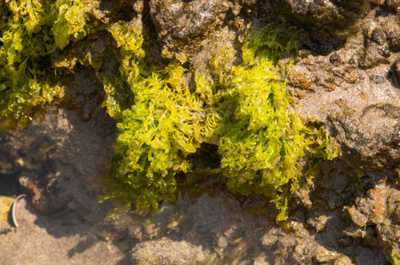 Green algae growing on a rock in the surf zone. Macrophotography on the coast of Cabo de Gata, Cala...