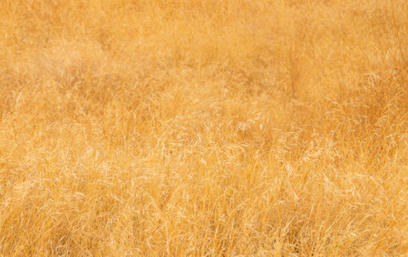 Dry yellow grass in the meadow. Abstract nature background. Dry wild oat grassland in summer. Natural yellow background. Loja, Spain.の写真素材