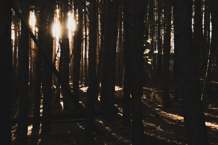 Shadows in a pine forest. Dawn sun sneaking through the tree trunks.の写真素材