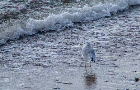 Seagull on the banks of the East River in New York, USA. Ring-Billed Gull, Larus delawarensis, next to a small wave on the sandy shore of Manhattan Island.の写真素材