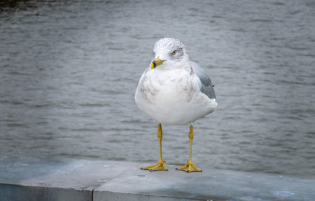 Seagull standing on a pier and looking at the camera. Ring-billed Gull (Larus delawarensis) perched by the Hudson River.の写真素材
