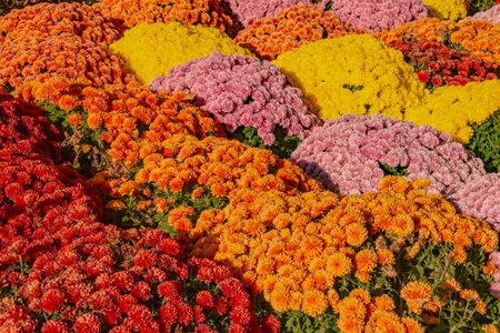 Garden flower background with vibrant colors, chrysanthemums. Flowers at the New York Vietnam Veterans Memorial Plaza Square in New York City on a sunny day, USA.の写真素材