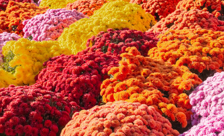 Garden flower background with vibrant colors, chrysanthemums. Flowers at the New York Vietnam Veterans Memorial Plaza Square in New York City on a sunny day.の写真素材