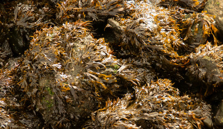 Seaweed covering the rocks on the shore. The ebb and flow of water on the shore of Upper Bay in Staten Island, New York, USA.の写真素材