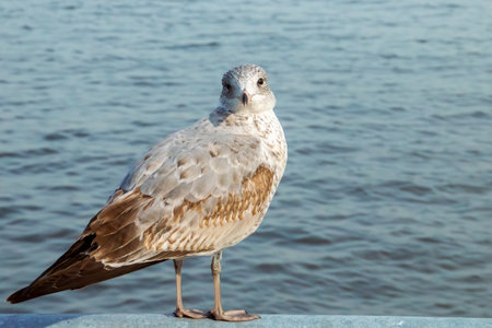 Immature ring-billed gull, Larus delawarensis, looking at the camera. Friendly gull perched on a railing by the Upper Bay in Staten Island.の写真素材
