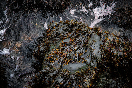 Seaweed covering the rocks on the shore. The ebb and flow of water on the shore of Upper Bay in Staten Island, New York, USA.の写真素材