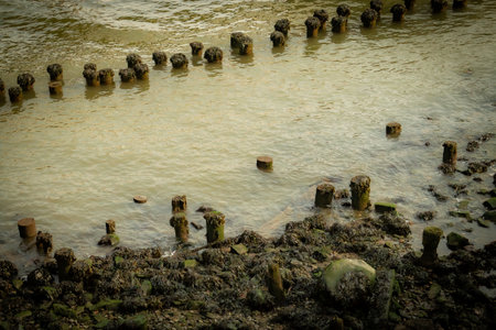 Remains of wooden piles among the mud and seaweed at low tide. Old wooden pilings at a pier south of Manhattan Island, New York City, USA.の写真素材