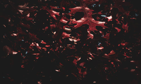 Red leaves of a Quercus palustris, Pin Oak. Autumn background of red leaves on its branches. November 2019.の写真素材