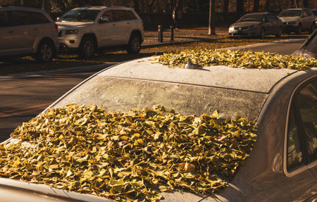 Autumn leaves on the hood of a car in the city.