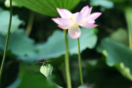 lotus flowerの写真素材