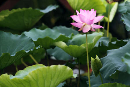 lotus flowerの写真素材