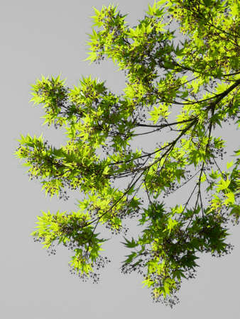 Branche d arbre sur fond gris Branche d arbre sur fond gris