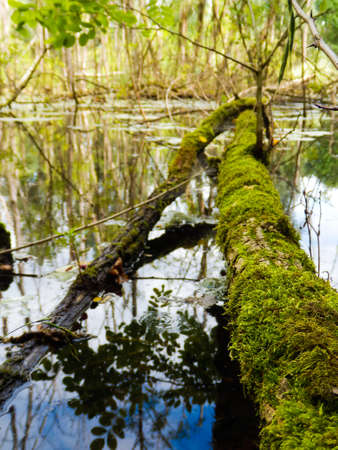 Arbre mort dans un maraisの写真素材