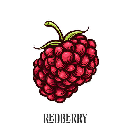 Redberry or Raspberry vector illustration for Logo and Packaging. Vector drawing, handrawn, vintage,...