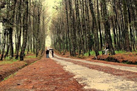 Java Pine Forestのeditorial素材