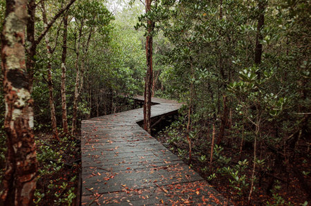 Selective focus on the long, humid, and winding mangrove forest track with one-meter-wide wooden paths.の写真素材