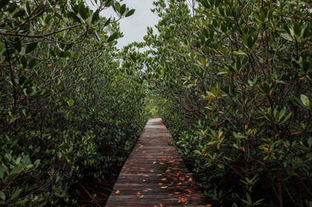 Selective focus on the long, humid, and winding mangrove forest track with one-meter-wide wooden paths.の写真素材