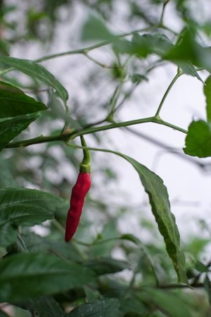 A ripe chili on the tree