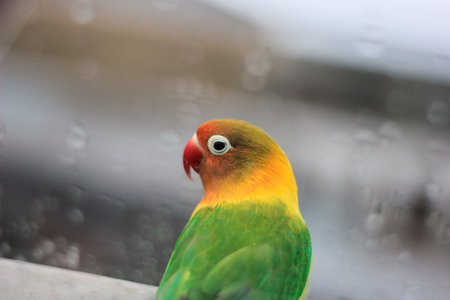 A wild lovebird perched on the balcony of a hotel in the middle of the city after the rain....