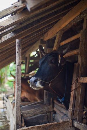 cows in a pen on a cattle farm in the countrysideの写真素材