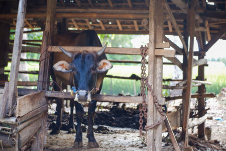 cows in a pen on a cattle farm in the countrysideの写真素材
