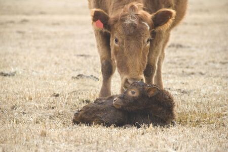 one day old young calf on the meadowの写真素材